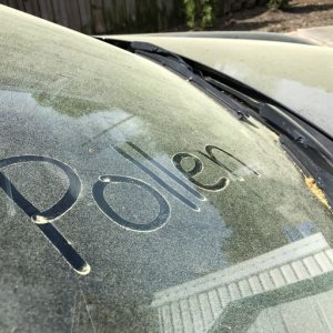 Pollen written on Car Windshield